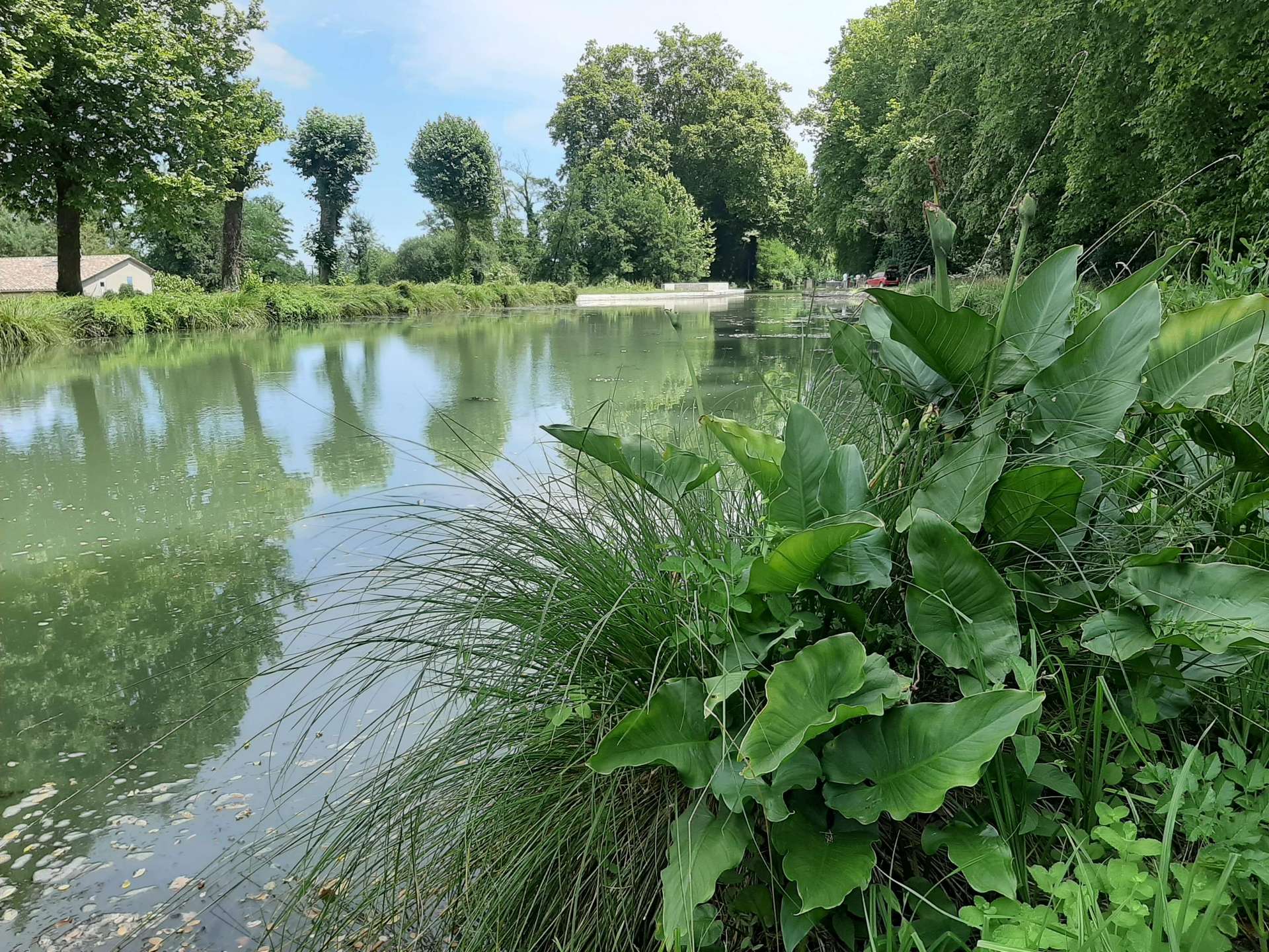verdure au bord du canal